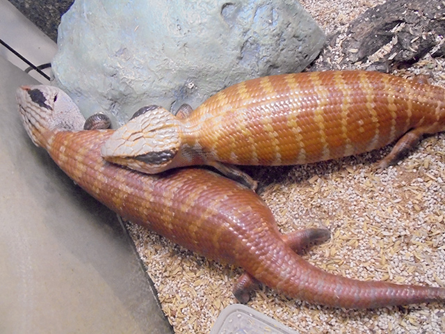 チュウオウアオジタトカゲ(3)