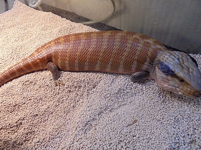 チュウオウアオジタトカゲ(4)