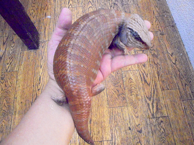 チュウオウアオジタトカゲ(5)