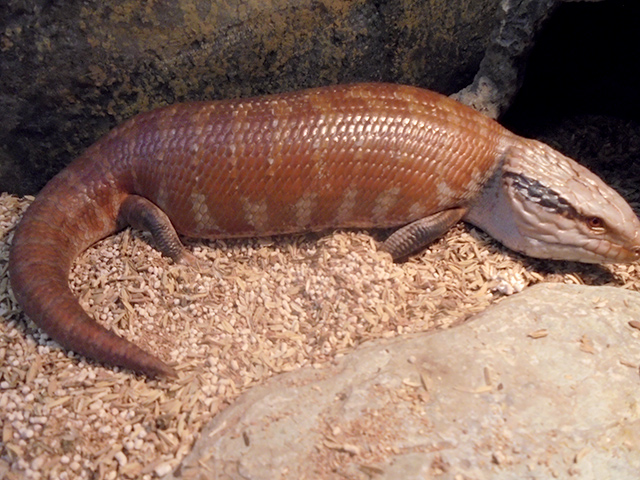 チュウオウアオジタトカゲ(6)