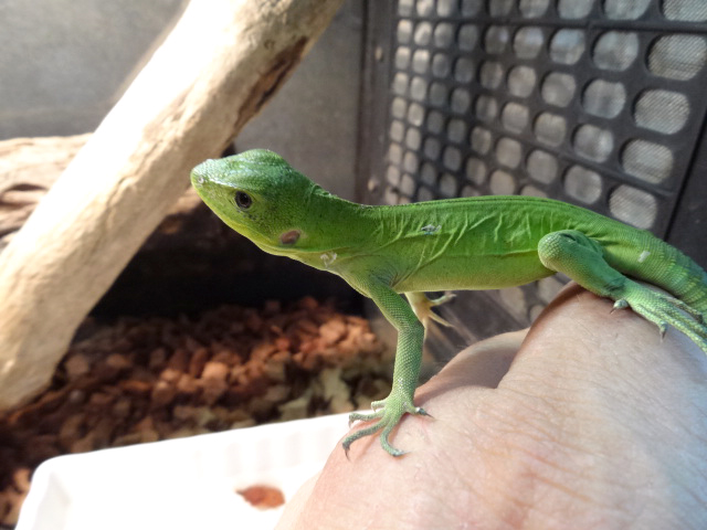 バナナスパイニーテールイグアナ(6)