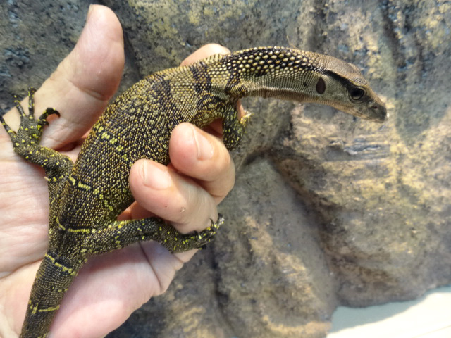 ラフネックモニター(7)