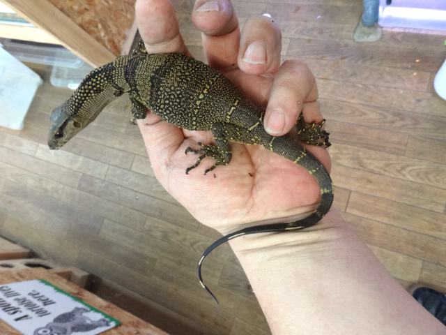 ラフネックモニター(8)