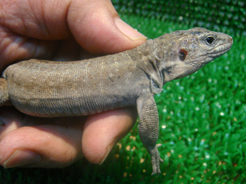 ジャイアントガロティア(2)