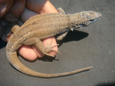 ジャイアントガロティア(1)