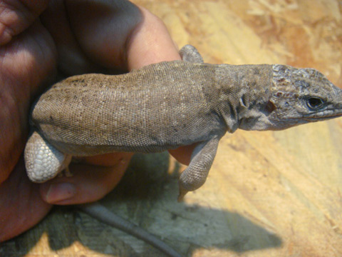 ジャイアントガロティア(3)