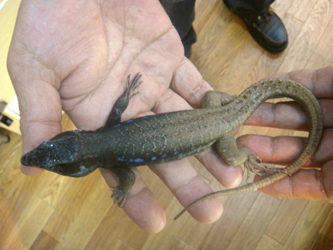 アイセントラウトカナリアカナヘビ(5)