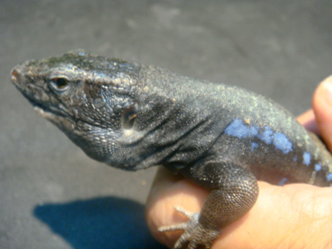 アイセントラウトカナリアカナヘビ(7)