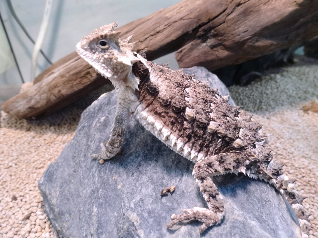 ジャイアントホーンドリザード(9)