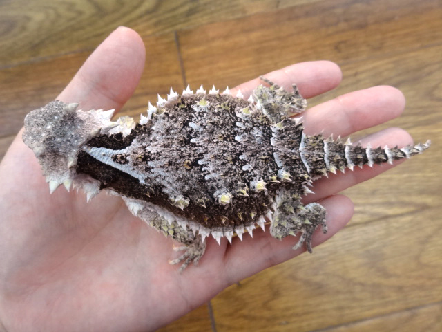 ジャイアントホーンドリザード(10)