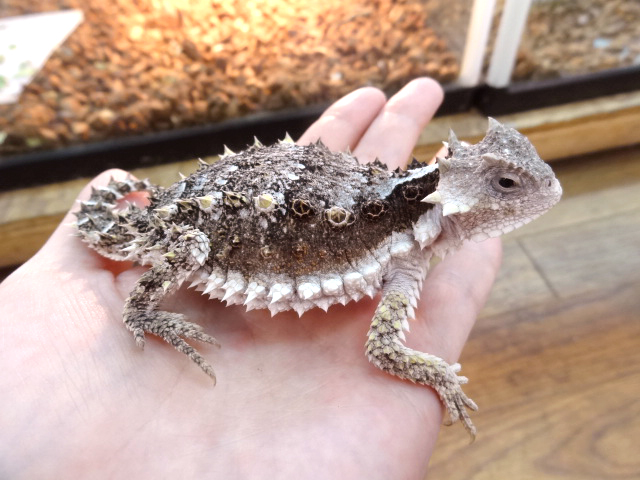 ジャイアントホーンドリザード(11)