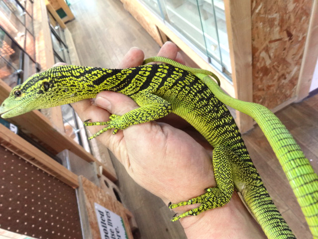 ワイゲオツリーモニター