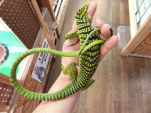 ワイゲオツリーモニター(2)