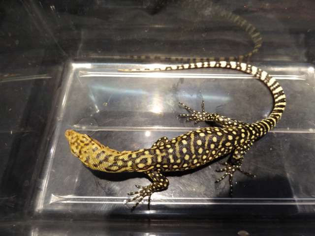 イエローヘッドモニター(4)