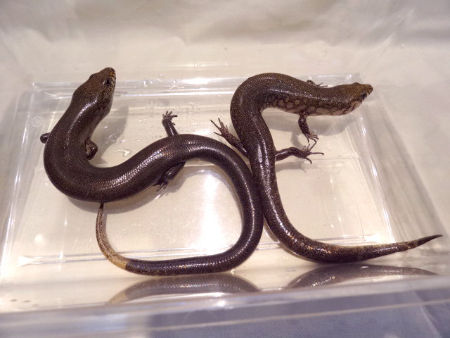 アミメミズベトカゲ(3)