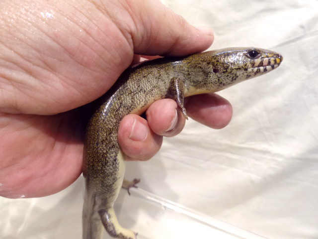 アミメミズベトカゲ(4)