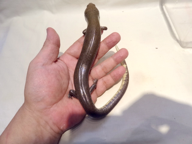 アミメミズベトカゲ(5)