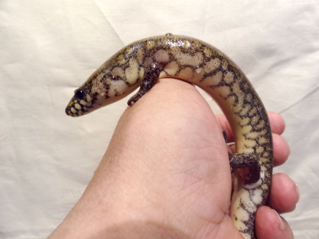 アミメミズベトカゲ(6)