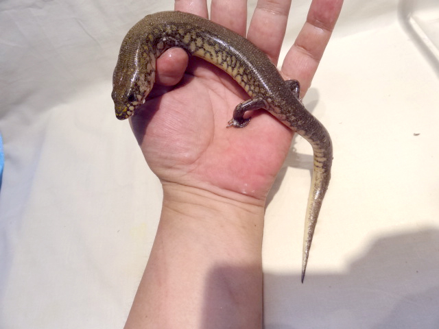 アミメミズベトカゲ(7)
