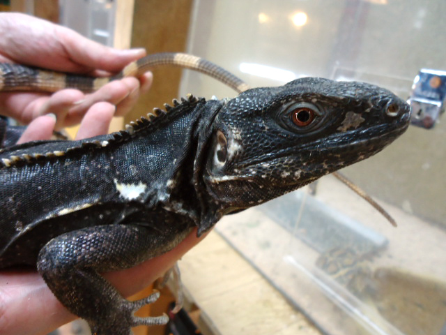 バナナスパイニーテールイグアナ(9)