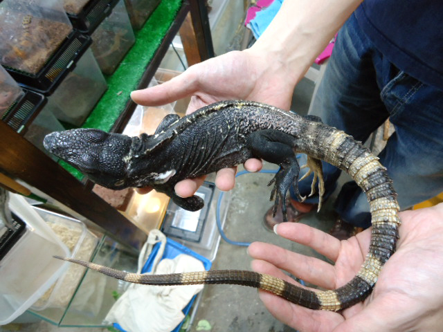 バナナスパイニーテールイグアナ(10)