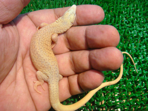 キングヒメオオトカゲ (7)