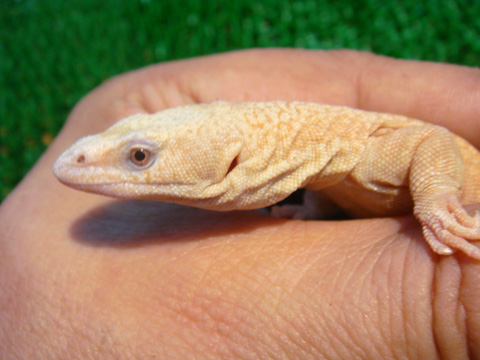 キングヒメオオトカゲ (9)