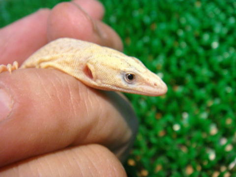 キングヒメオオトカゲ (10)