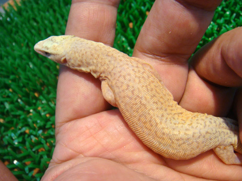 キングヒメオオトカゲ (8)