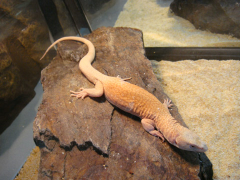 キングヒメオオトカゲ (5)