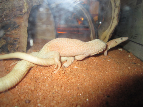 キングヒメオオトカゲ (6)