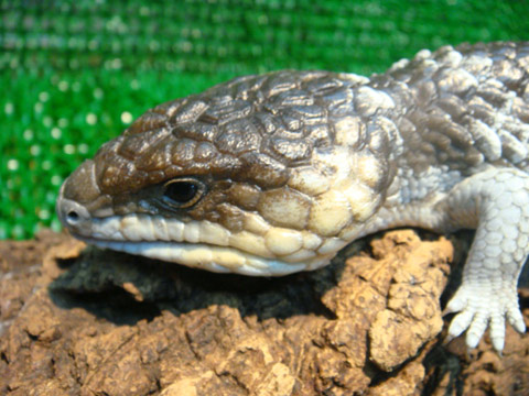 シャークベイマツカサトカゲ(9)