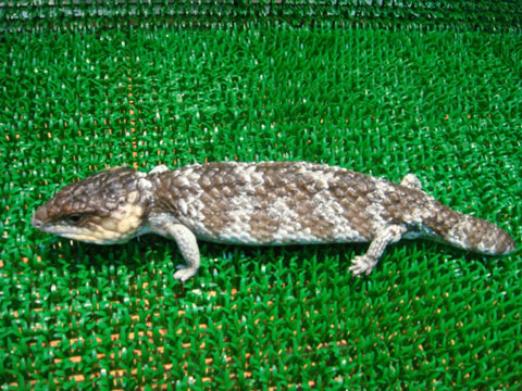 シャークベイマツカサトカゲ(8)