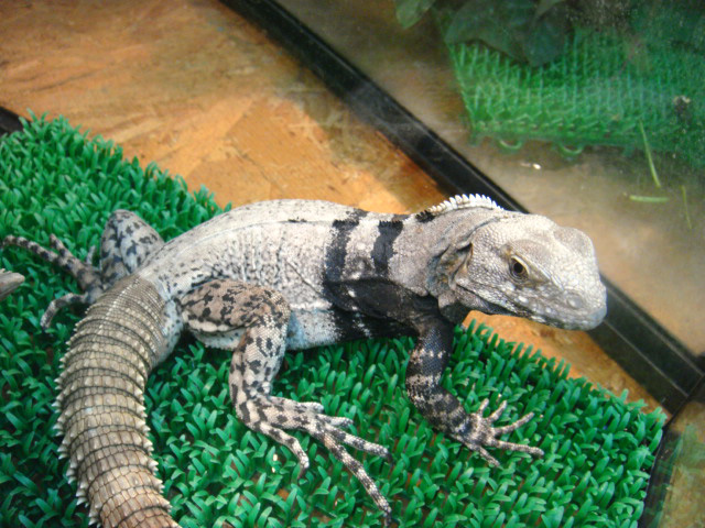 グアテマラスパイニーテールイグアナ(1)