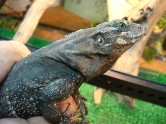 グアテマラスパイニーテールイグアナ(2)