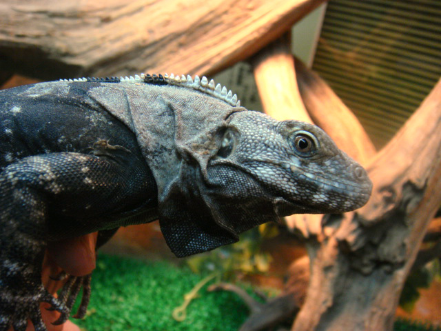 グアテマラスパイニーテールイグアナ(3)