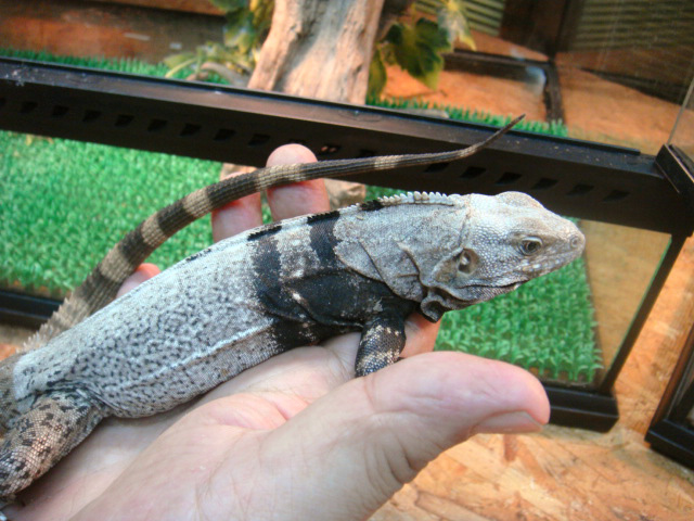 グアテマラスパイニーテールイグアナ(4)