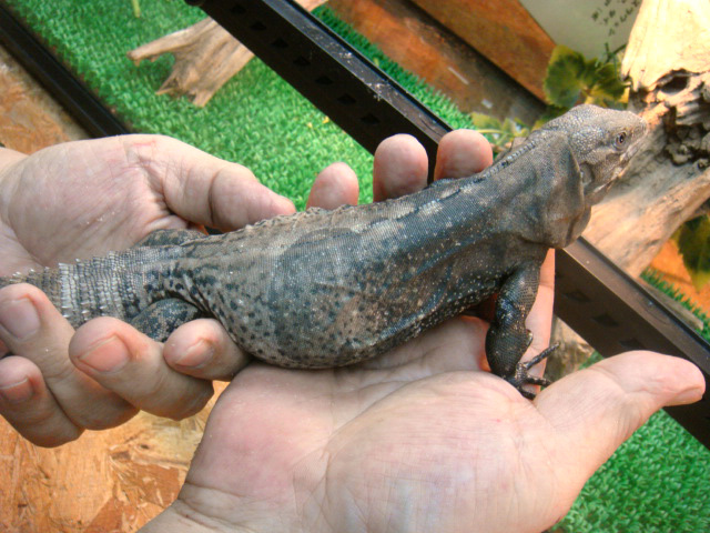 グアテマラスパイニーテールイグアナ(5)