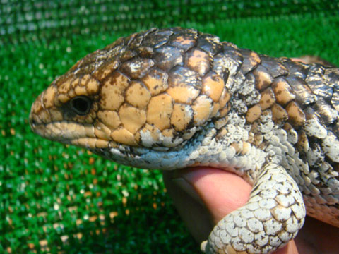 シャークベイマツカサトカゲ(5)