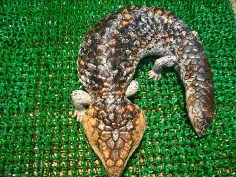 シャークベイマツカサトカゲ(3)