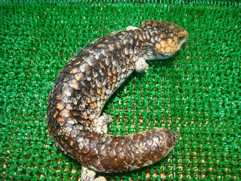 シャークベイマツカサトカゲ(4)