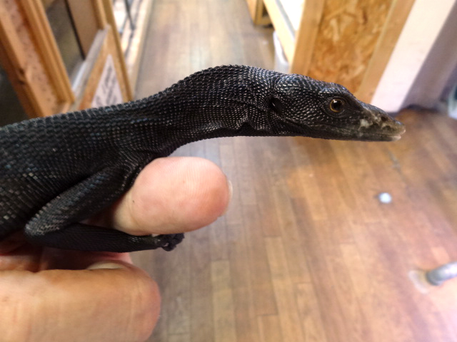 ブラックツリーモニター(9)