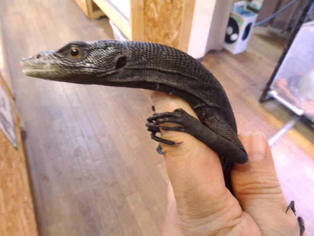 ブラックツリーモニター(10)