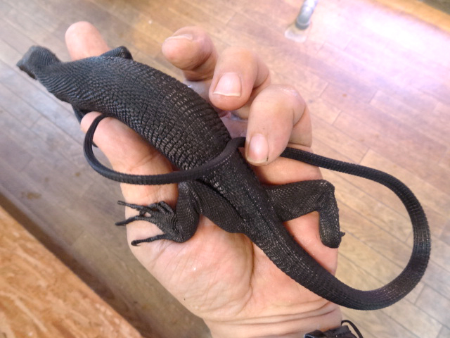 ブラックツリーモニター(11)