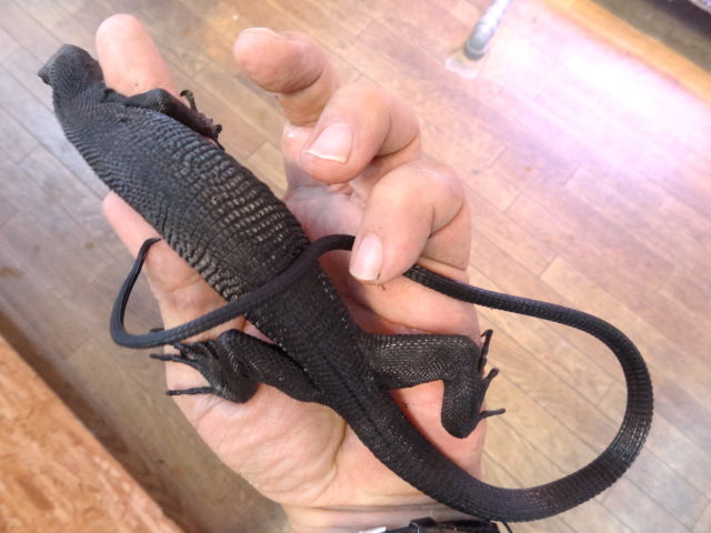 ブラックツリーモニター(12)