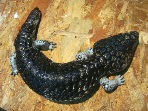 シャークベイマツカサトカゲ(6)