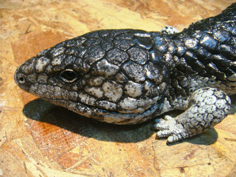 シャークベイマツカサトカゲ(7)