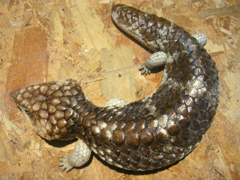 シャークベイマツカサトカゲ(1)