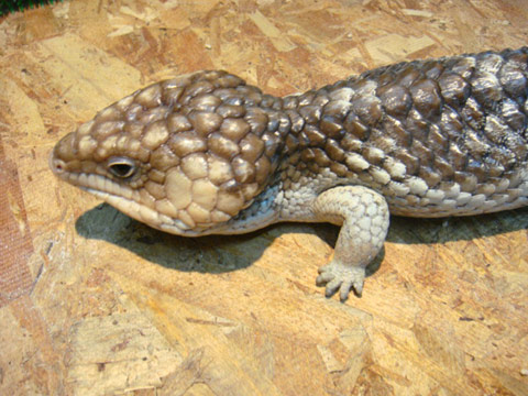 シャークベイマツカサトカゲ(2)