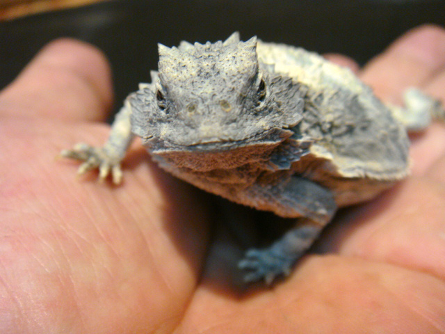 ブラコルニエリツノトカゲ(3)